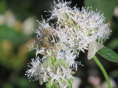 Anthophora urbana