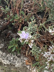 Limonium cordatum