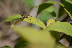 Promachus rufipes