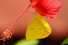 Phoebis philea