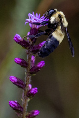 Bombus fraternus