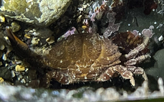Xantho hydrophilus