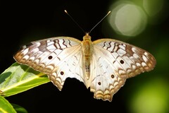 Anartia jatrophae