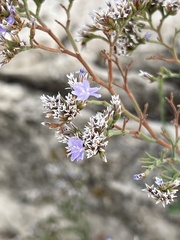 Limonium cordatum