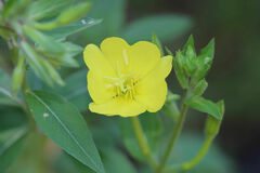 Oenothera elata
