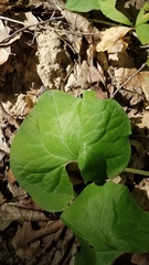 Asarum canadense