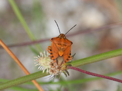 Carpocoris pudicus