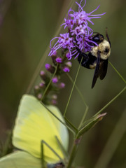 Bombus fraternus
