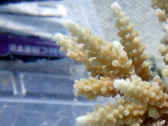 Acropora