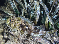 Scorpaena porcus