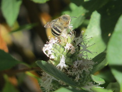 Anthophora urbana