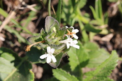 Dyschoriste burchellii