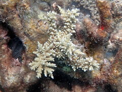 Acropora