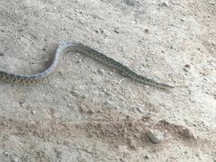 Pituophis deppei