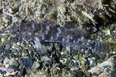 Gobius paganellus