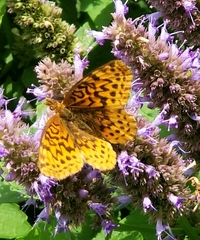 Boloria bellona