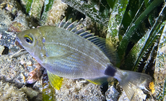 Diplodus annularis