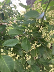 Euonymus
