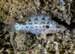 Symphodus tinca