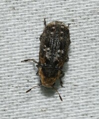 Euparius paganus
