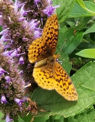 Boloria bellona