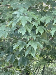 Acer floridanum