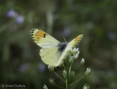 Anthocharis julia julia