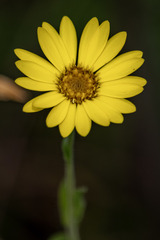 Bradburia pilosa
