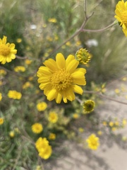 Hymenothrix dissecta