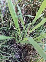 Paspalum dilatatum
