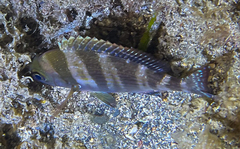 Spondyliosoma cantharus