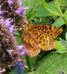 Boloria bellona