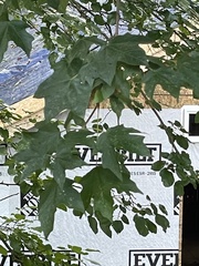 Acer floridanum