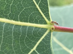 Formicidae