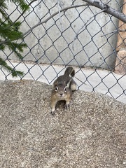 Callospermophilus lateralis