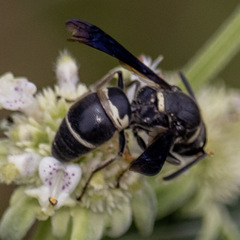 Euodynerus megaera