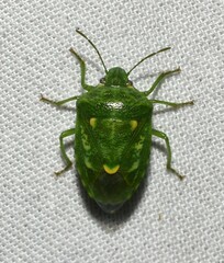 Banasa euchlora