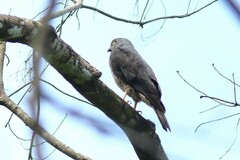 Harpagus bidentatus