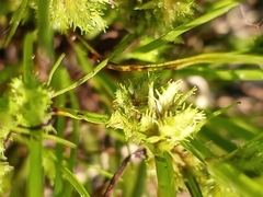 Cyperus squarrosus