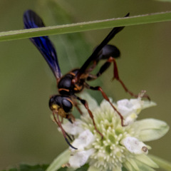Isodontia exornata