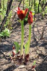 Scadoxus puniceus