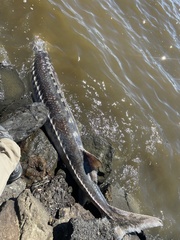 Acipenser transmontanus