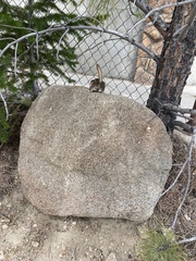 Callospermophilus lateralis