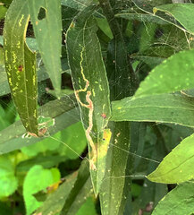 Microrhopala vittata
