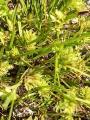 Cyperus squarrosus