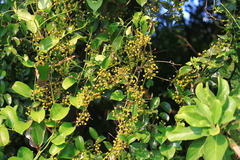 Smilax china