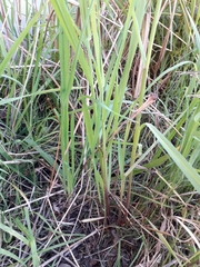Paspalum dilatatum