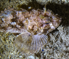 Scorpaena porcus