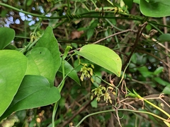 Smilax china