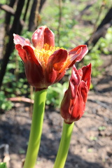 Scadoxus puniceus